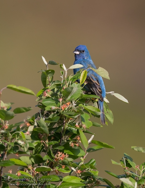 Indigo Bunting