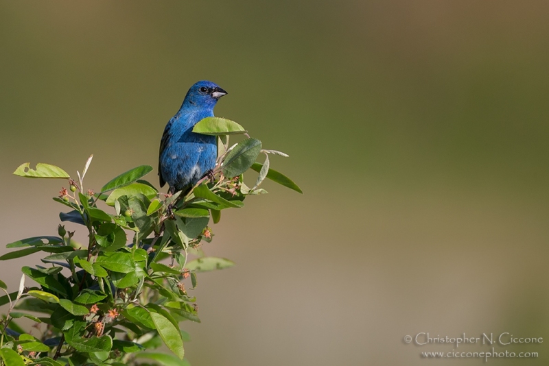 Indigo Bunting