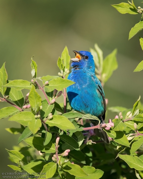 Indigo Bunting