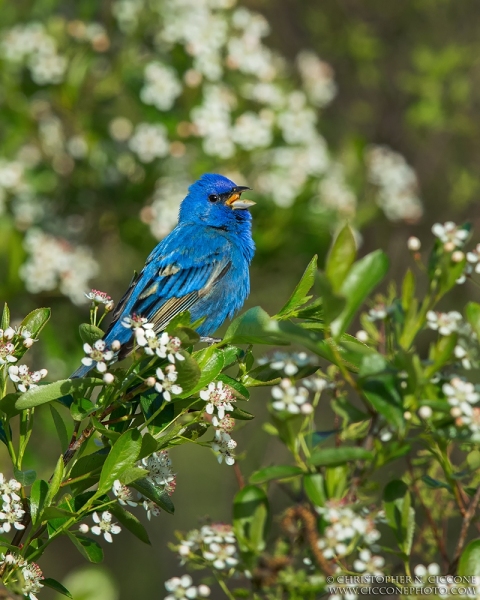 Indigo Bunting