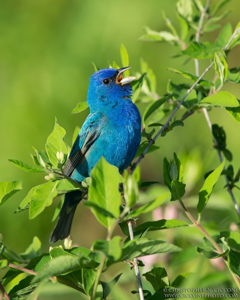 Indigo Bunting