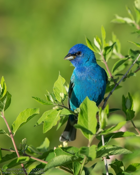 Indigo Bunting