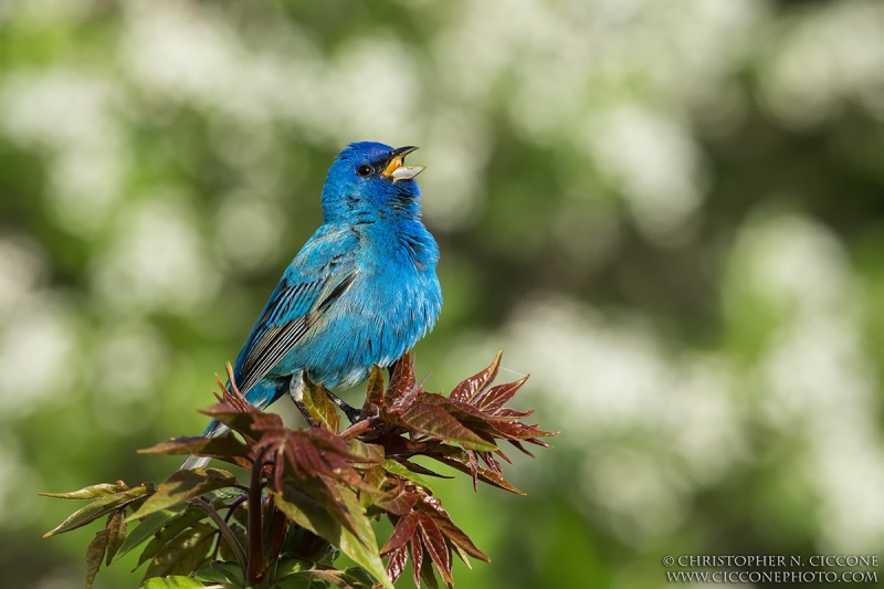 Indigo Bunting