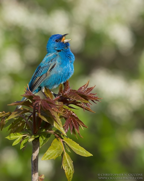 Indigo Bunting