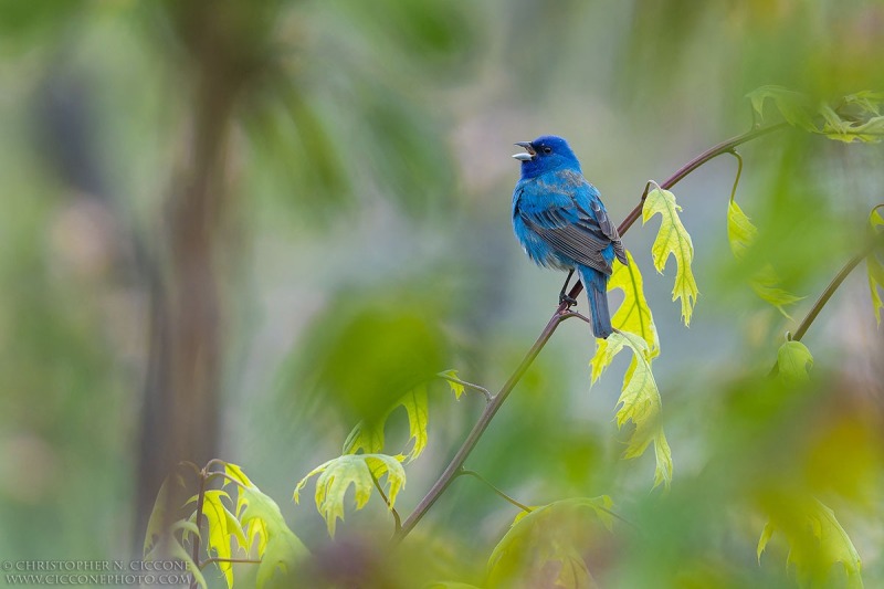 Indigo Bunting