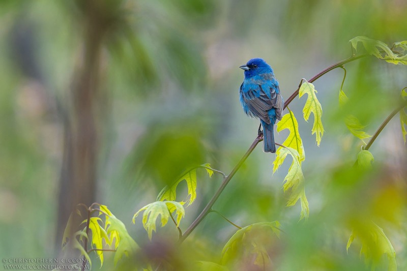 Indigo Bunting