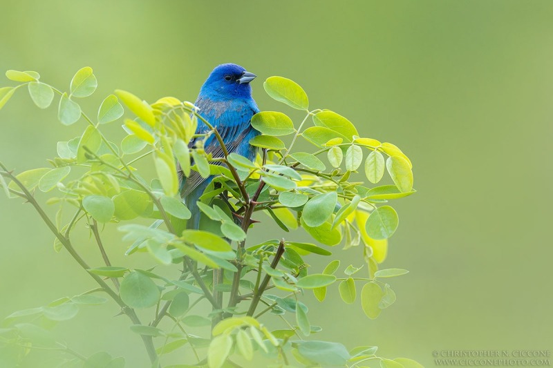 Indigo Bunting