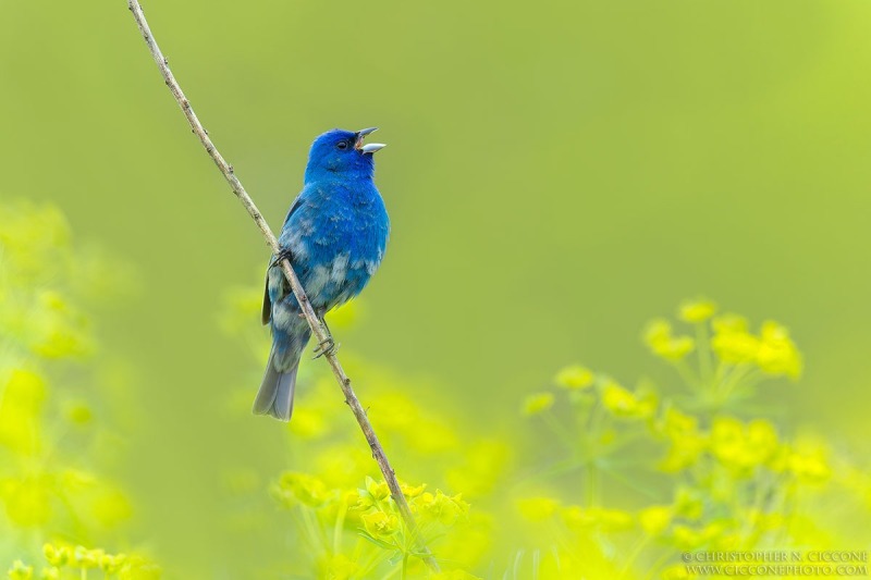 Indigo Bunting