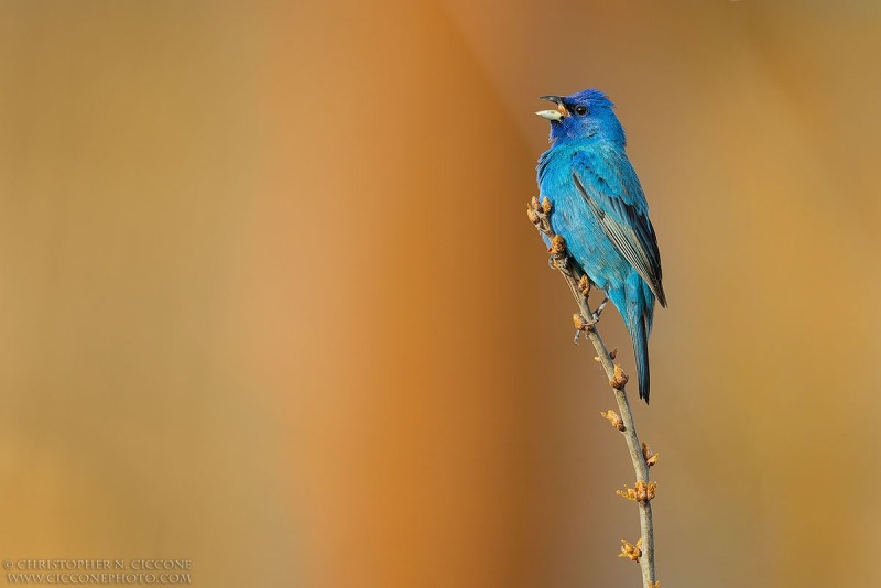 Indigo Bunting