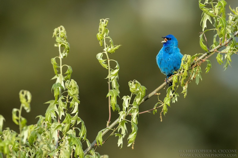 Indigo Bunting