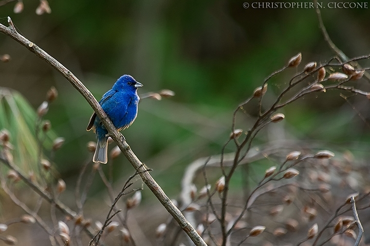 Indigo Bunting