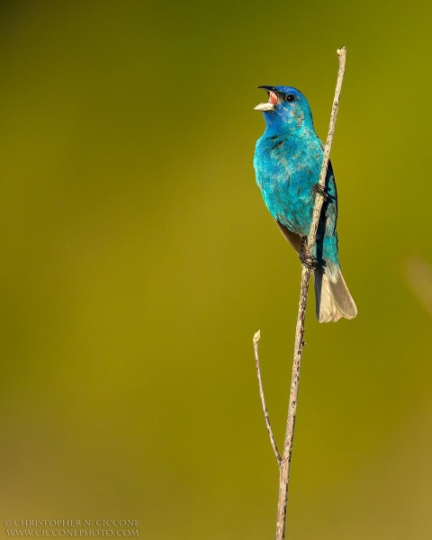 Indigo Bunting