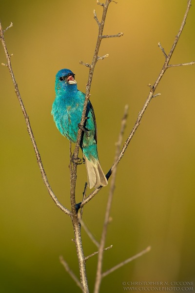 Indigo Bunting