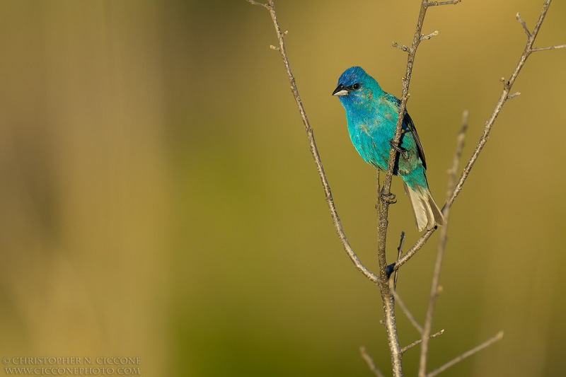 Indigo Bunting