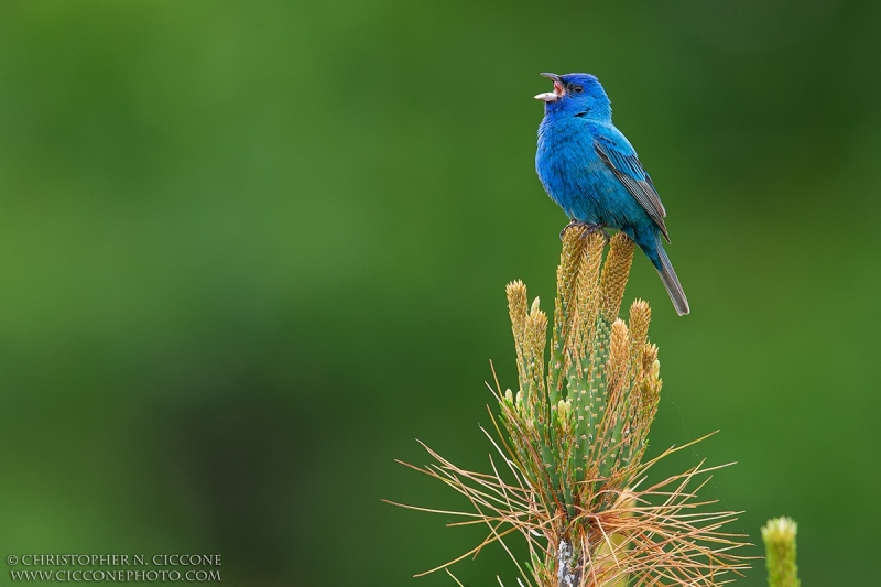 Indigo Bunting