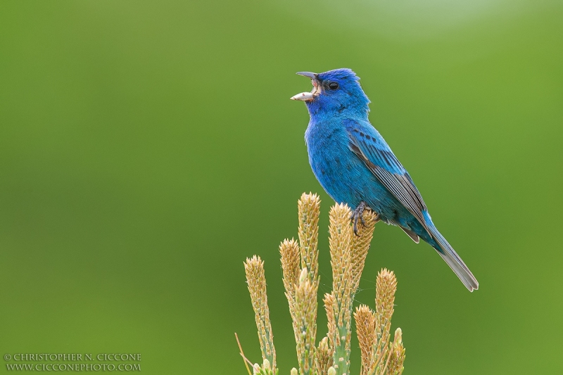 Indigo Bunting