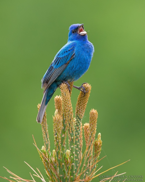 Indigo Bunting