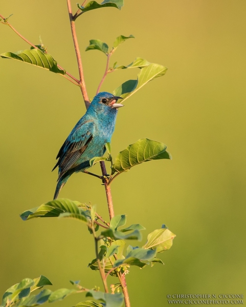 Indigo Bunting