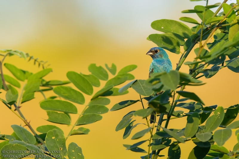 Indigo Bunting