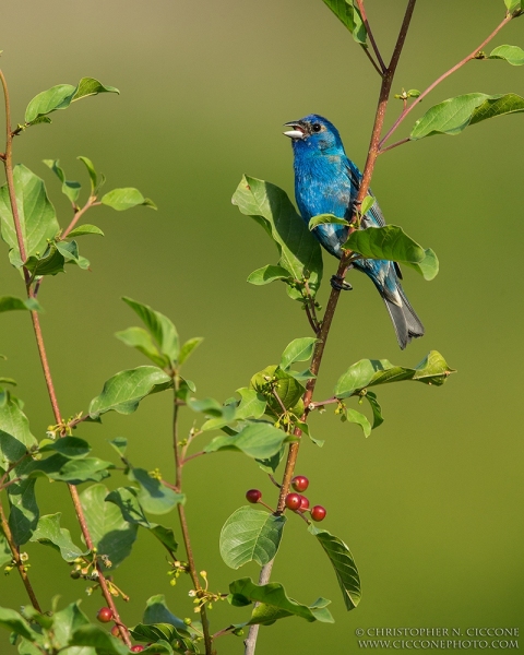 Indigo Bunting