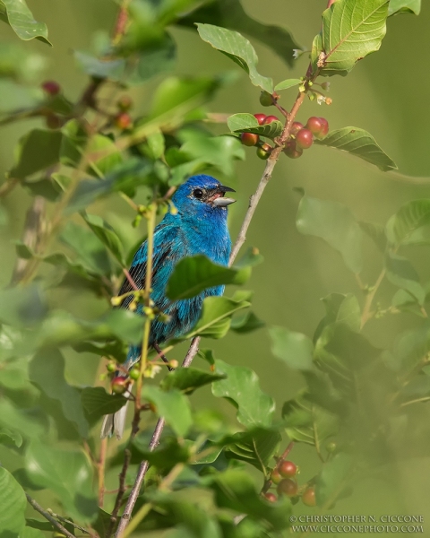 Indigo Bunting