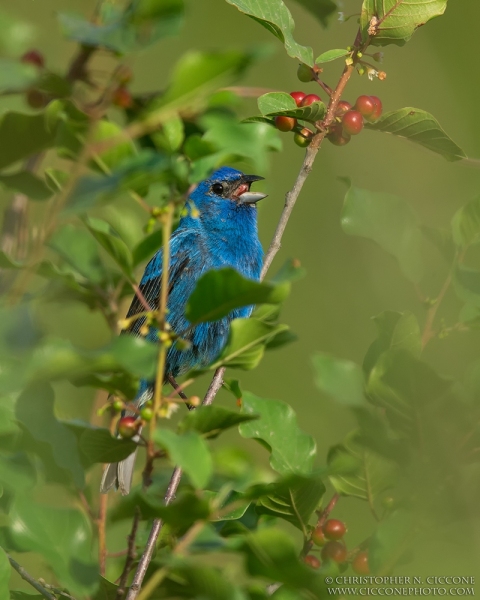 Indigo Bunting