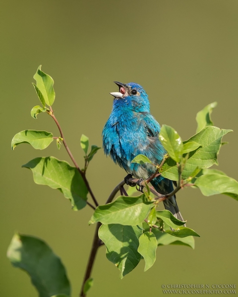 Indigo Bunting