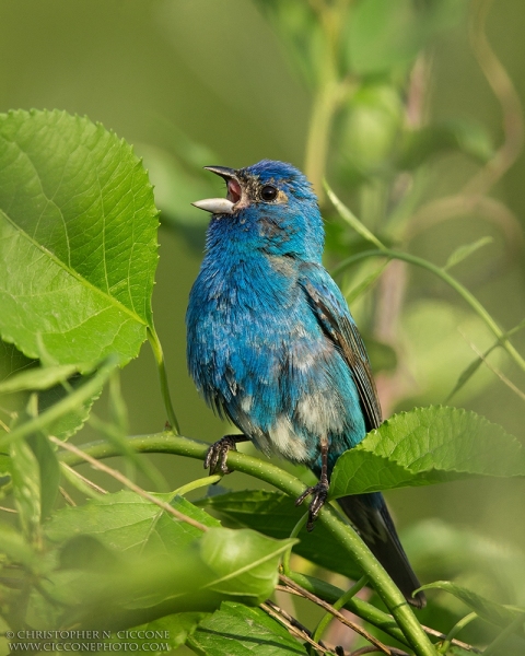 Indigo Bunting