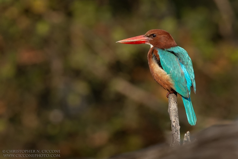 White-throated Kingfisher