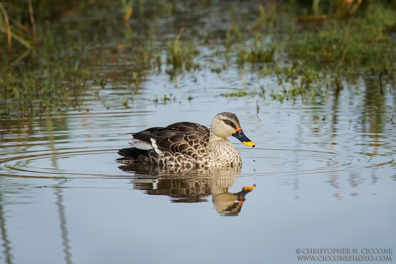 Indian Spot-billed Duck