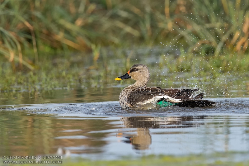 Indian Spot-billed Duck