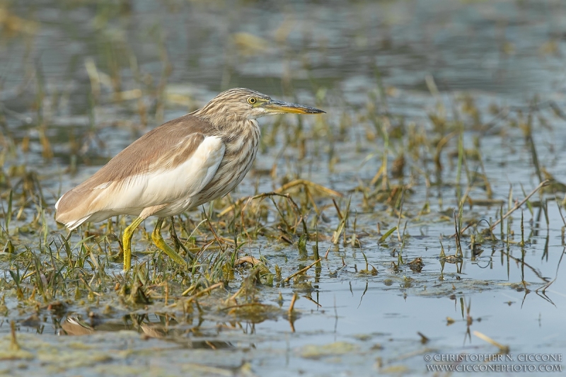 Indian Pond Heron