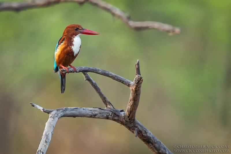 White-throated Kingfisher