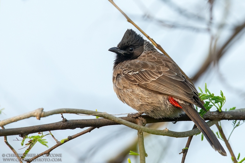 Red-vented Bulbul