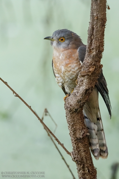 Common Hawk Cuckoo