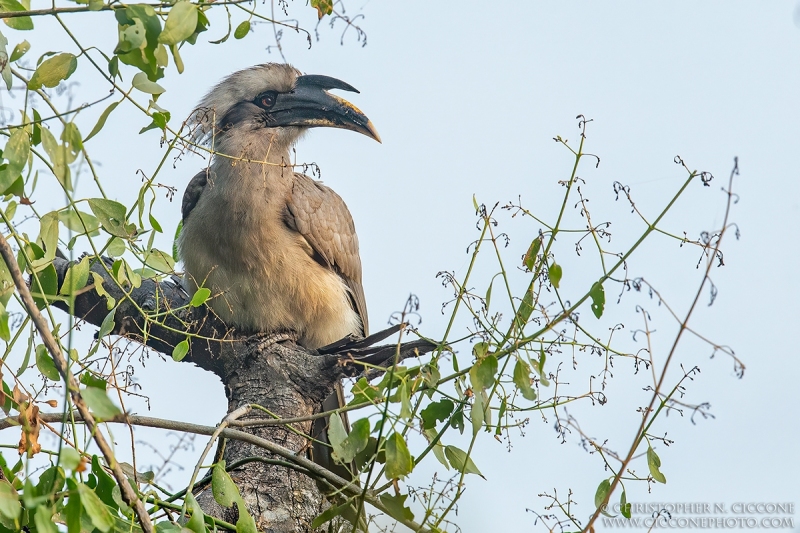 Indian Grey Hornbill