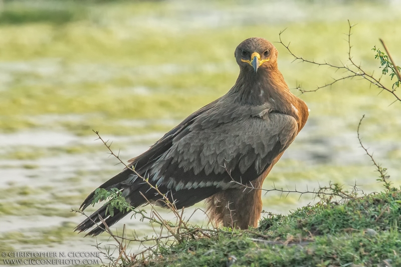 Indian Spotted Eagle