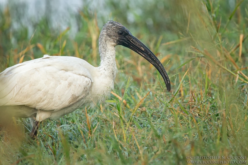 Black-headed Ibis