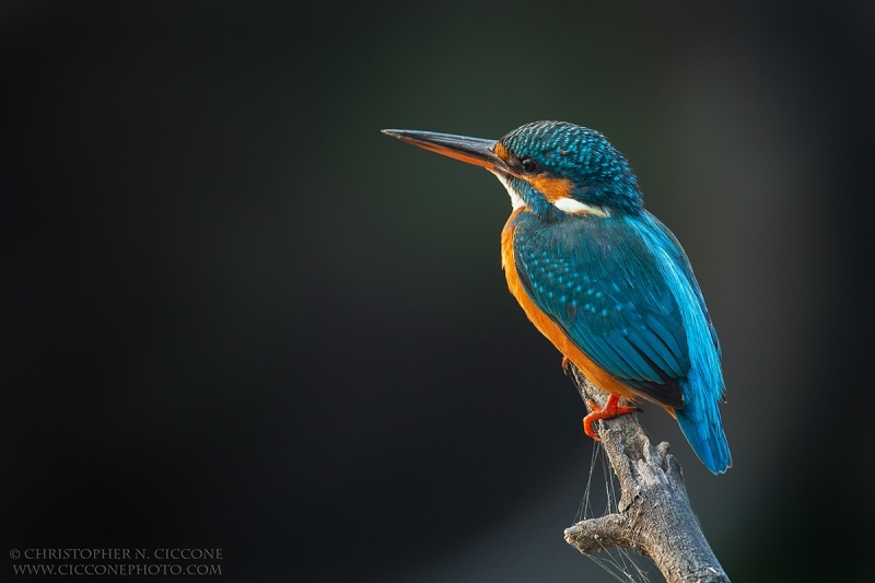 Common Kingfisher