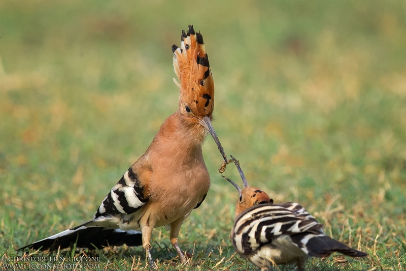 Eurasian Hoopoe