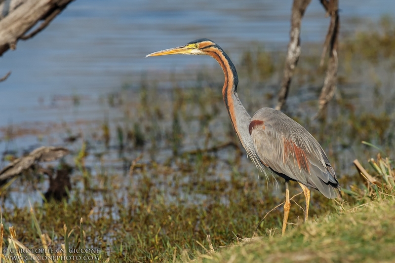 Purple Heron