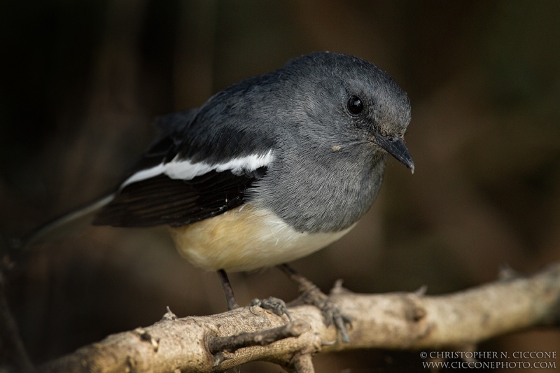 Oriental Magpie Robin