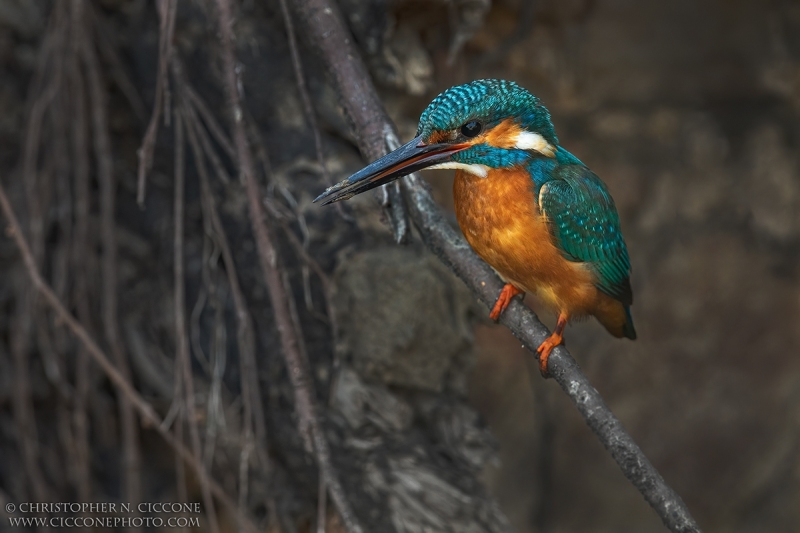 Common Kingfisher