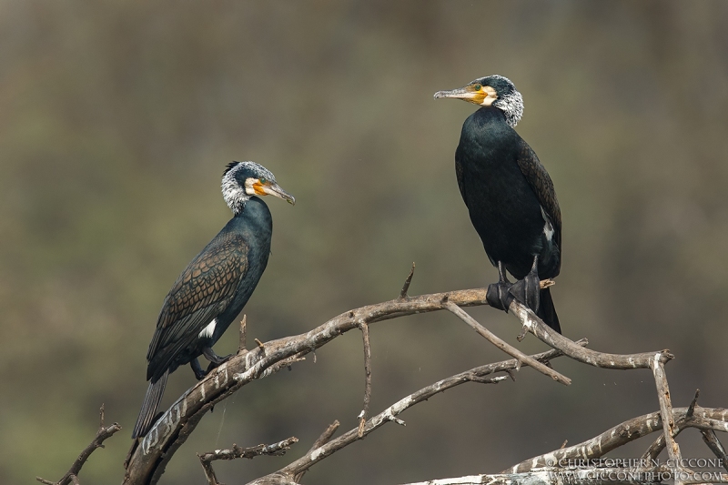 Great Cormorants