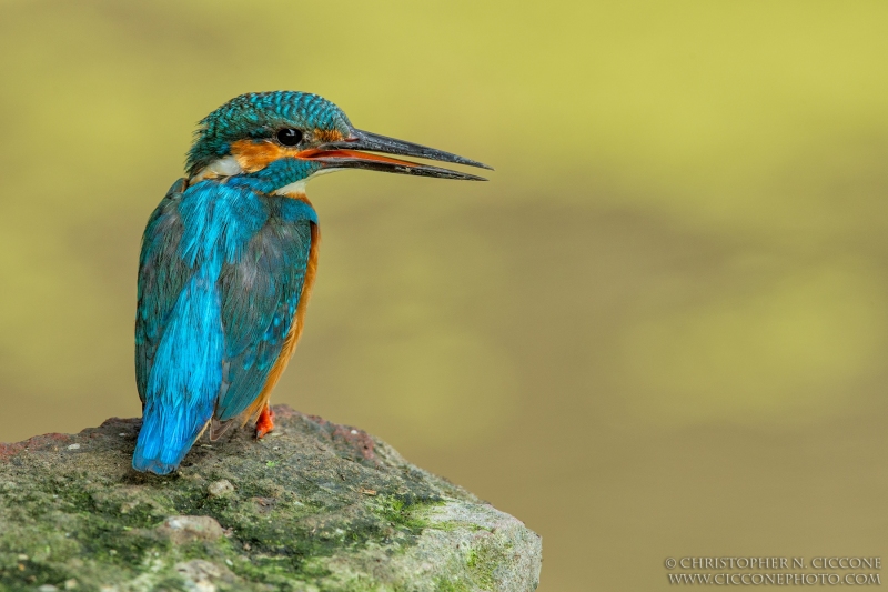 Common Kingfisher