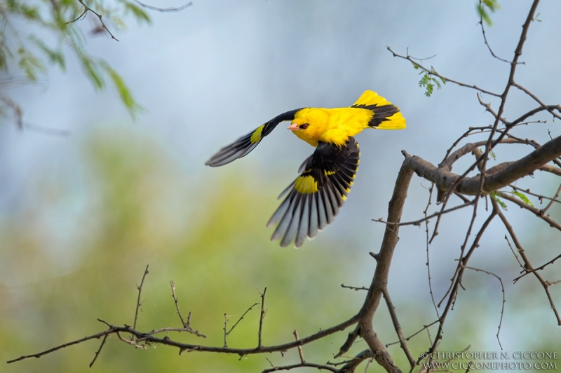 Indian Golden Oriole