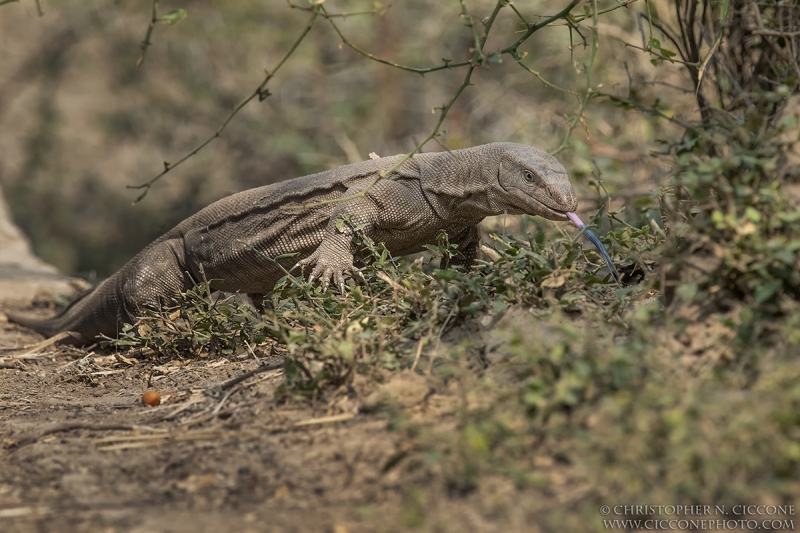 Bengal Monitor