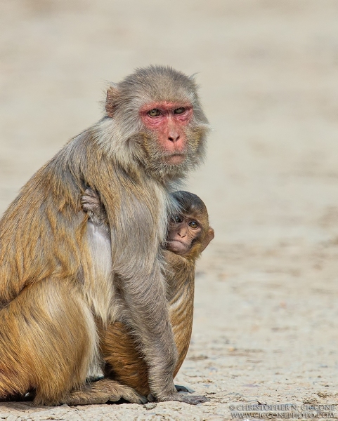 Rhesus Macaque