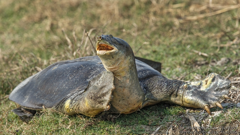 Indian Softshell Turtle