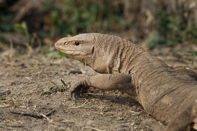 Bengal Monitor